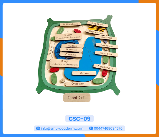 الخلية النباتية